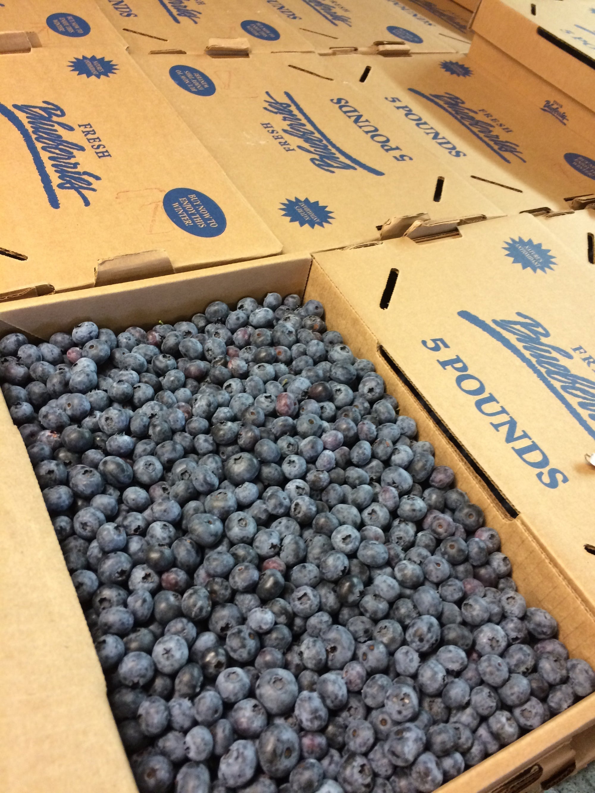 Pre-Order 5lb Box of Blueberries for Pickup