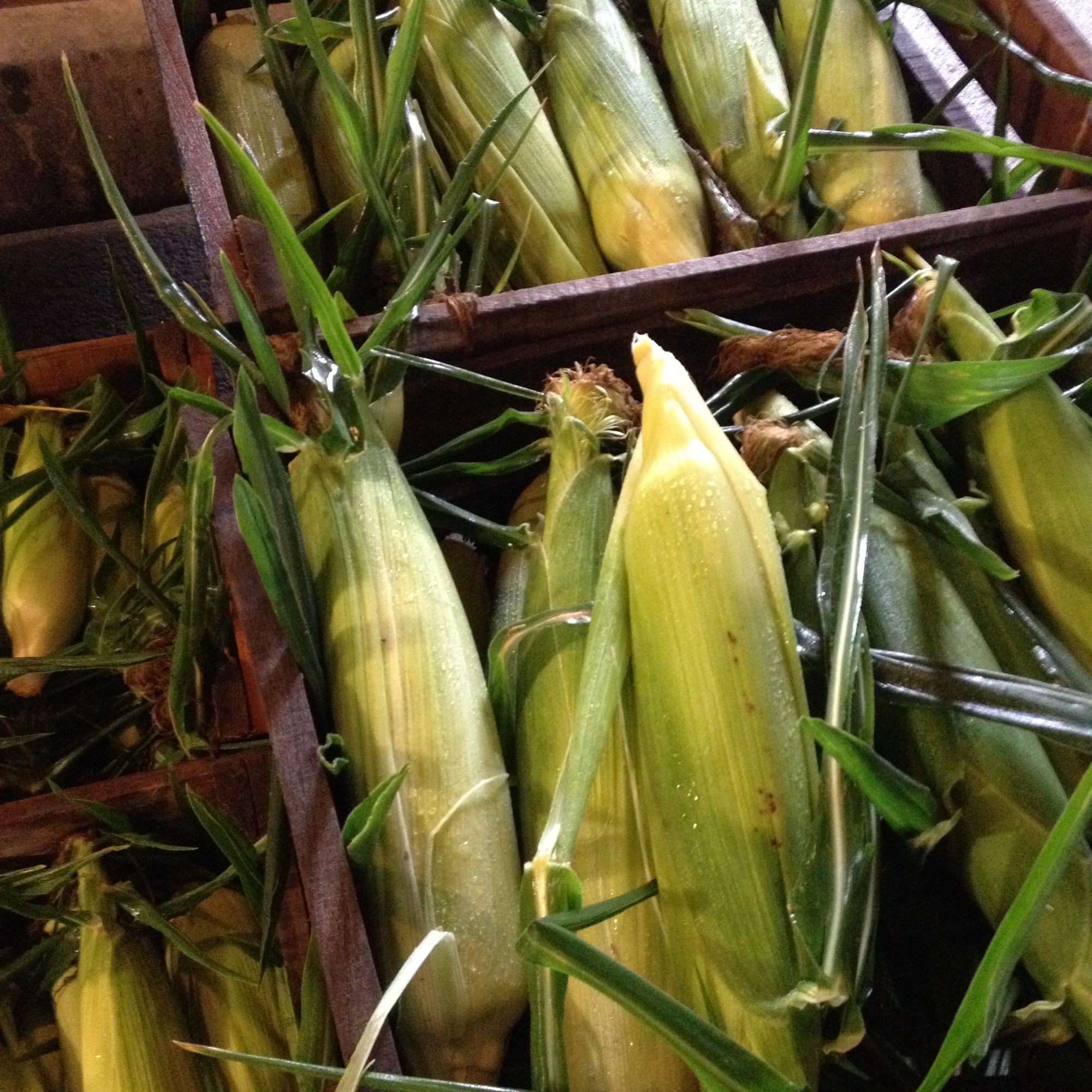 Pre-Order Bushel of BiColor Corn