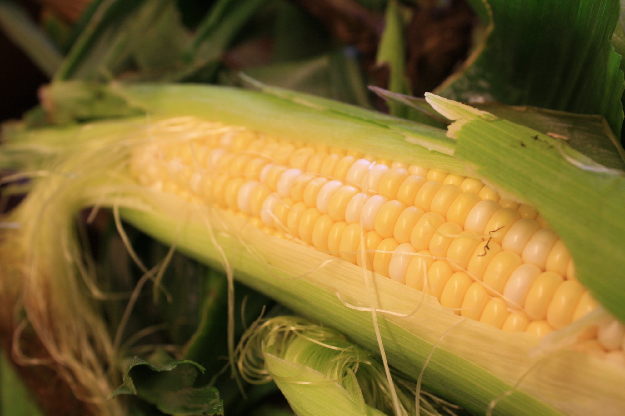 Pre-Order Bushel of BiColor Corn
