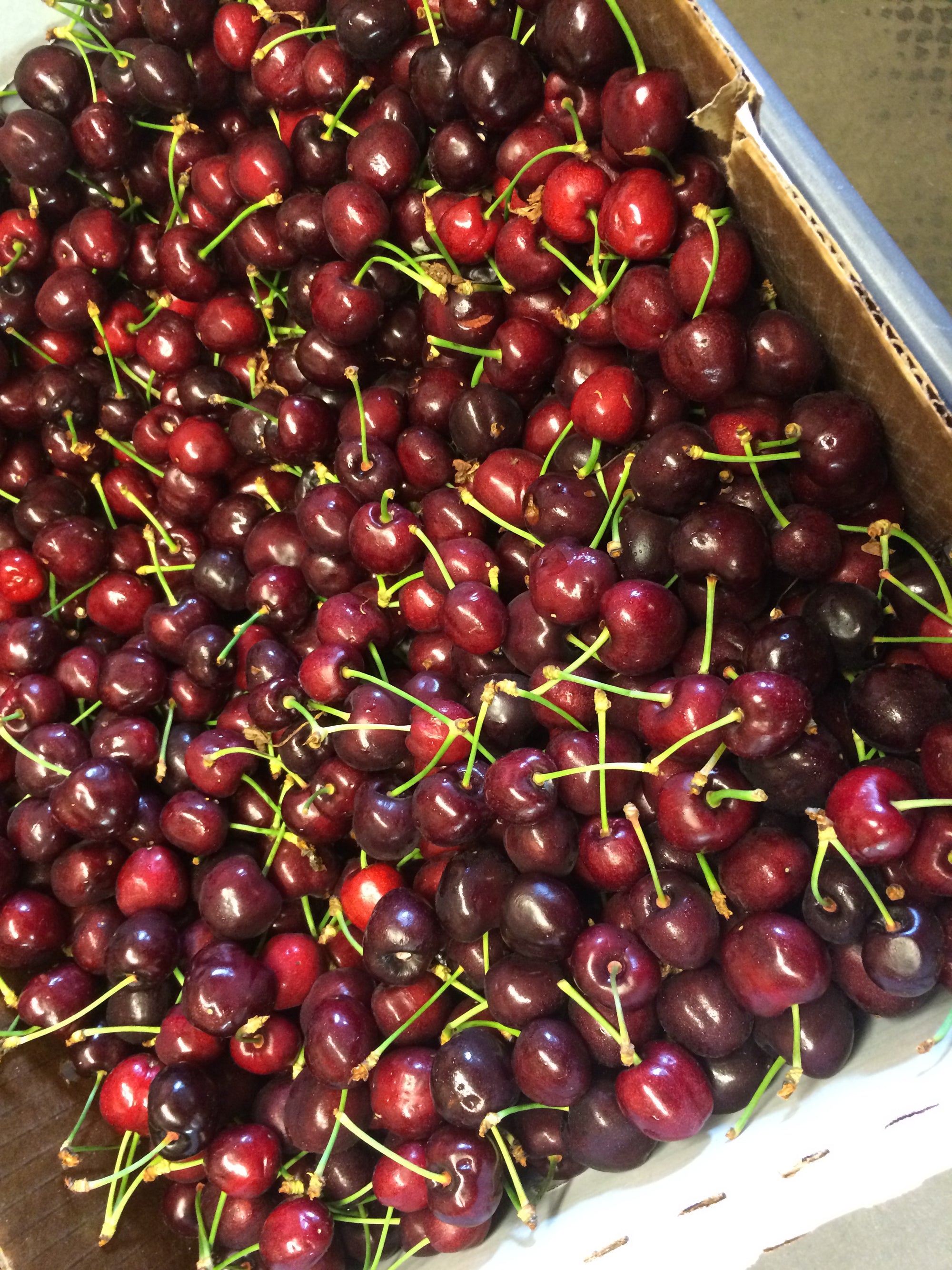 Pre-Order 2lb Tub of Sweet Red Cherries