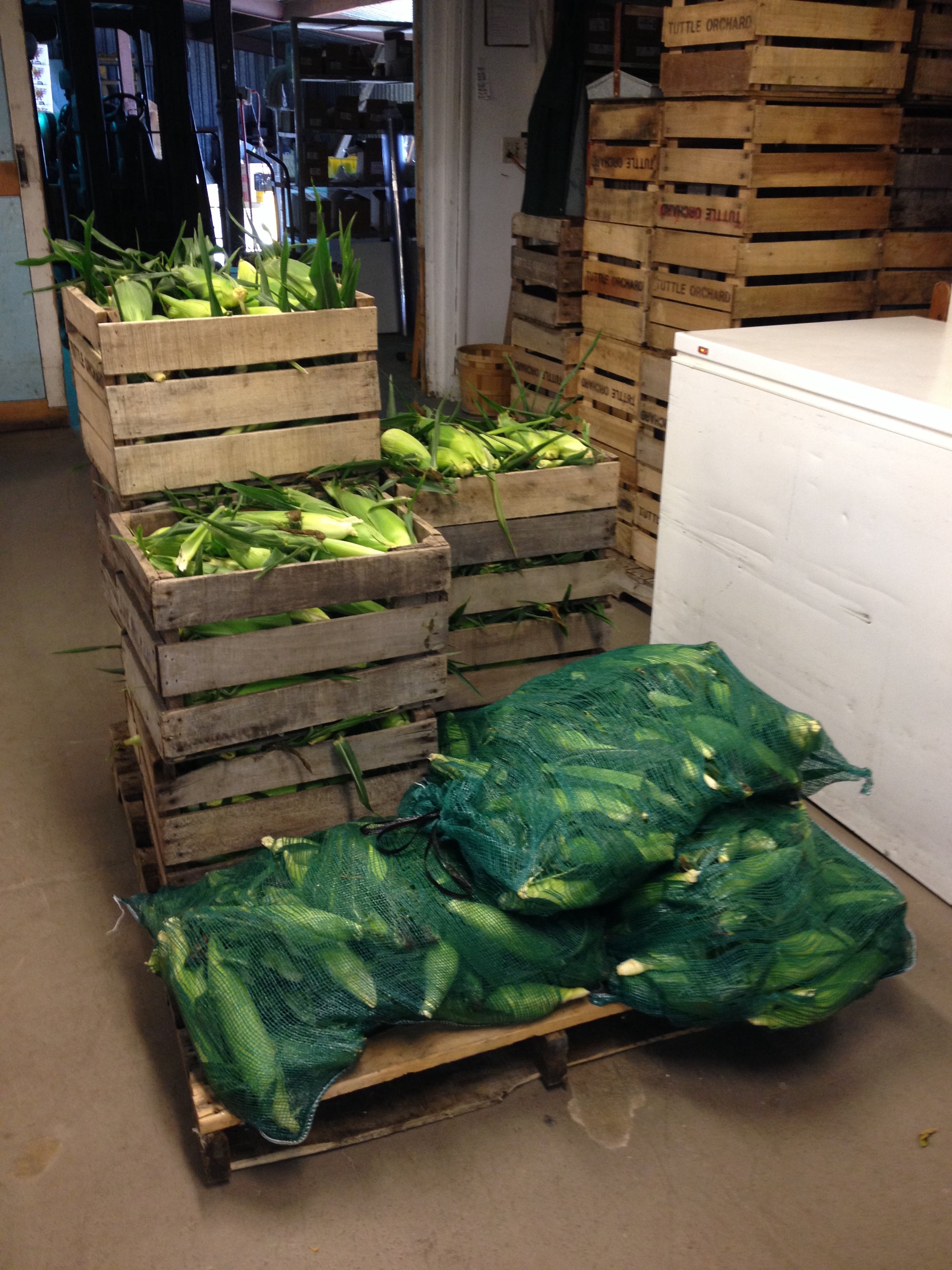 Pre-Order Bushel of BiColor Corn