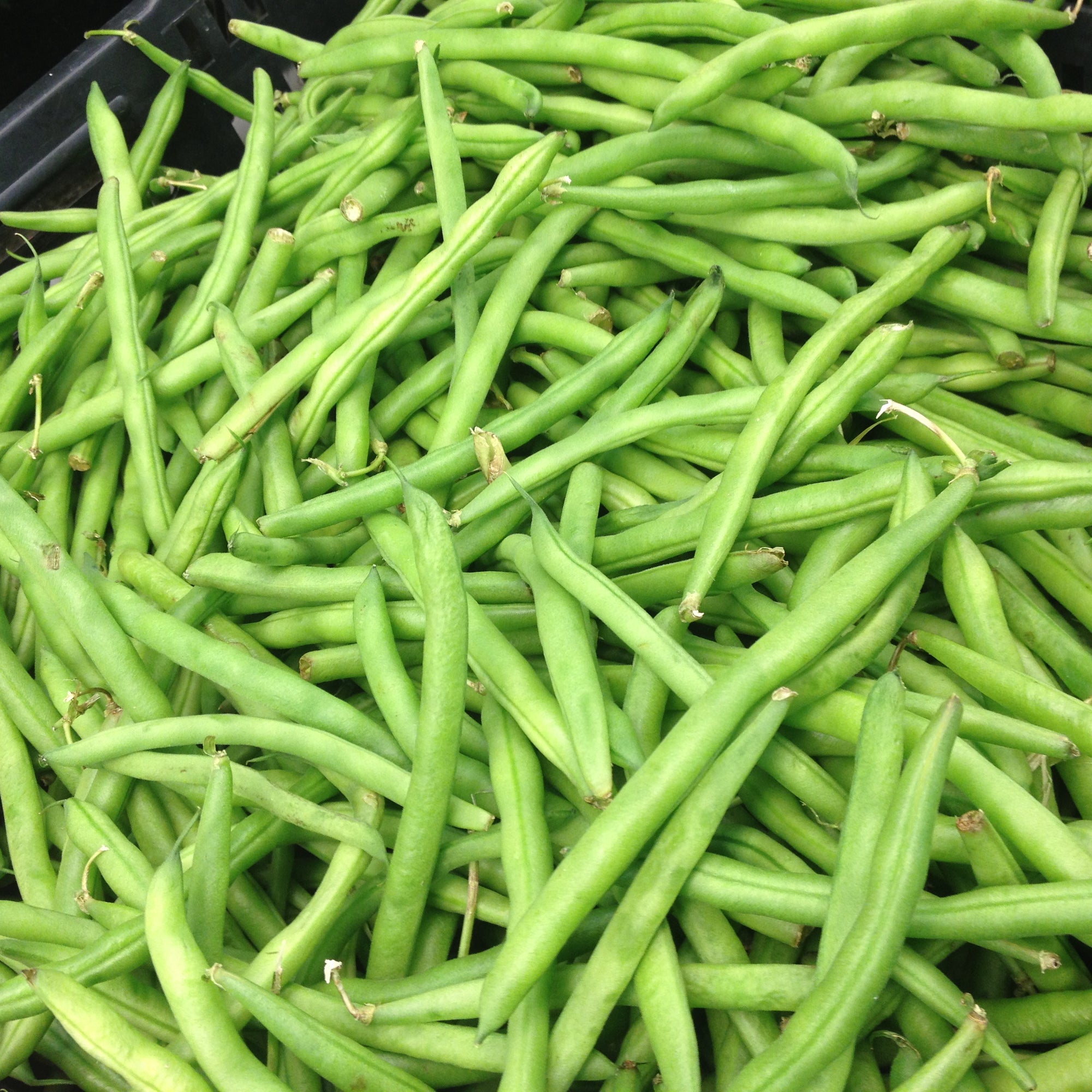 Pre-Order Bushel Green Beans
