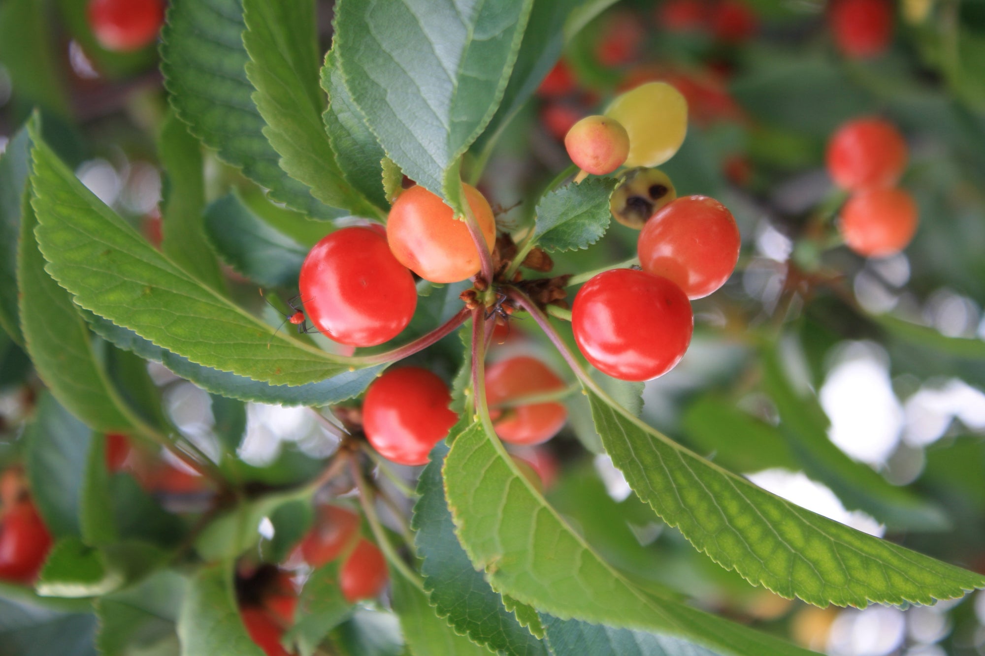 Pre-Order FROZEN Tart Cherries 10lb