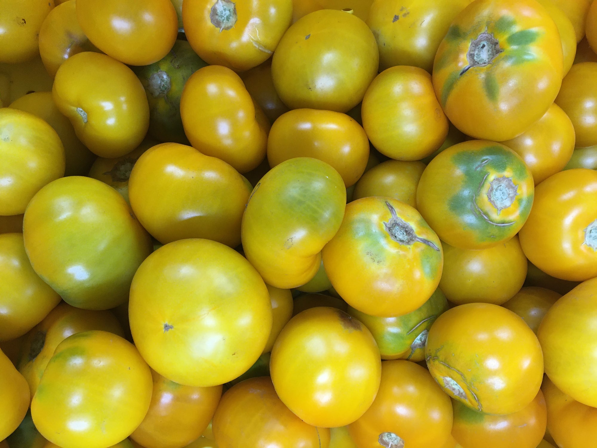 Pre-Order Half Bushel of YELLOW Canning Tomatoes