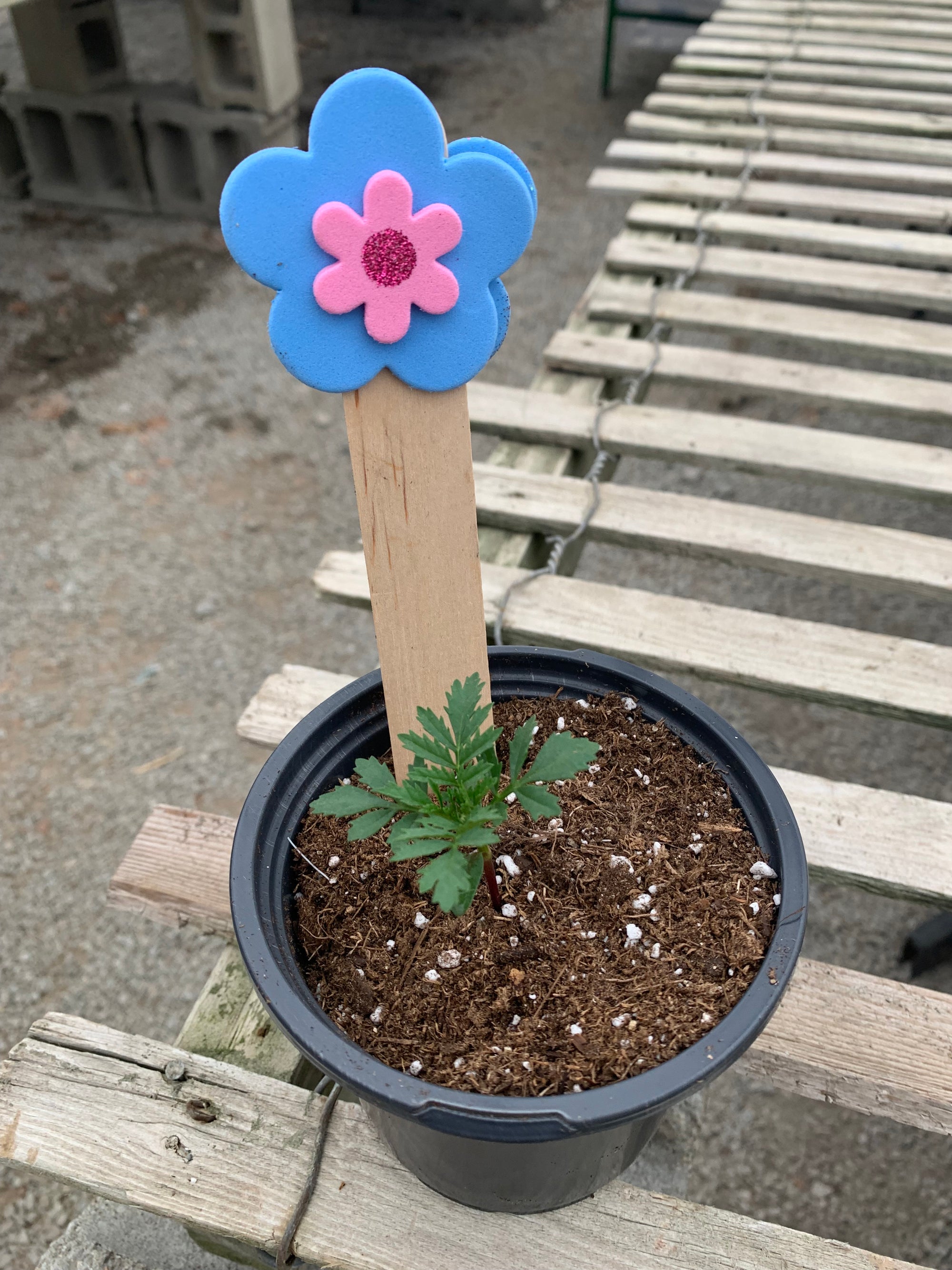 Preschool Greenhouse Class - Let's Get Growing!!!