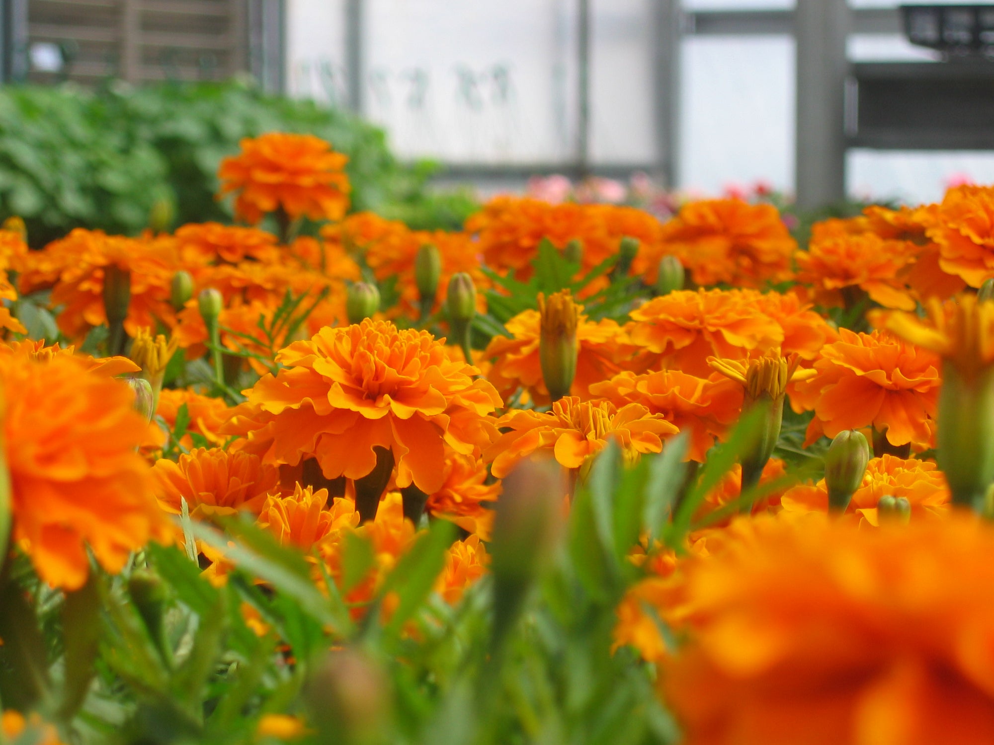 Preschool Greenhouse Class - Let's Get Growing!!!