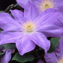 Clematis "Diana's Delight" Gallon Vining Perennial