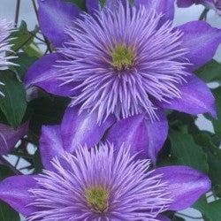 Clematis "Crystal Fountain" Gallon Vining Perennial