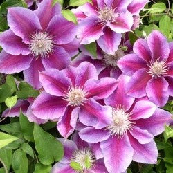 Clematis "Kilian Donahue" Gallon Vining Perennial