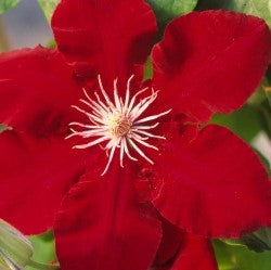 Clematis "Rebecca" Gallon Vining Perennial