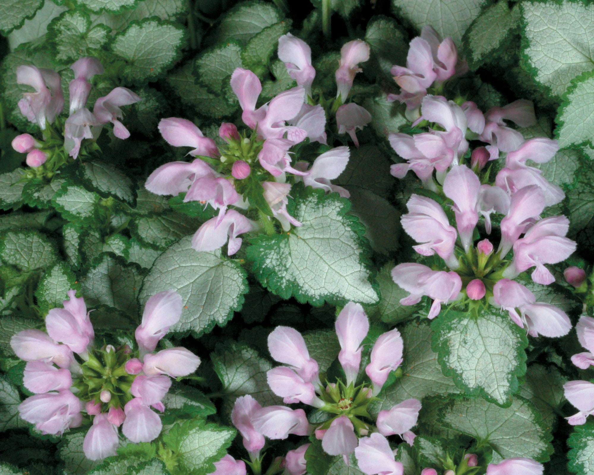 Lamium (Dead Man's Nettle) "Purple Chablis" 4" Groundcover Perennial