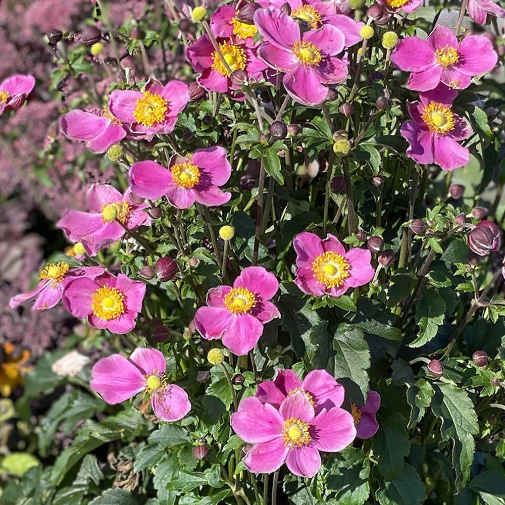 Japanese Anenome (Windflower) 