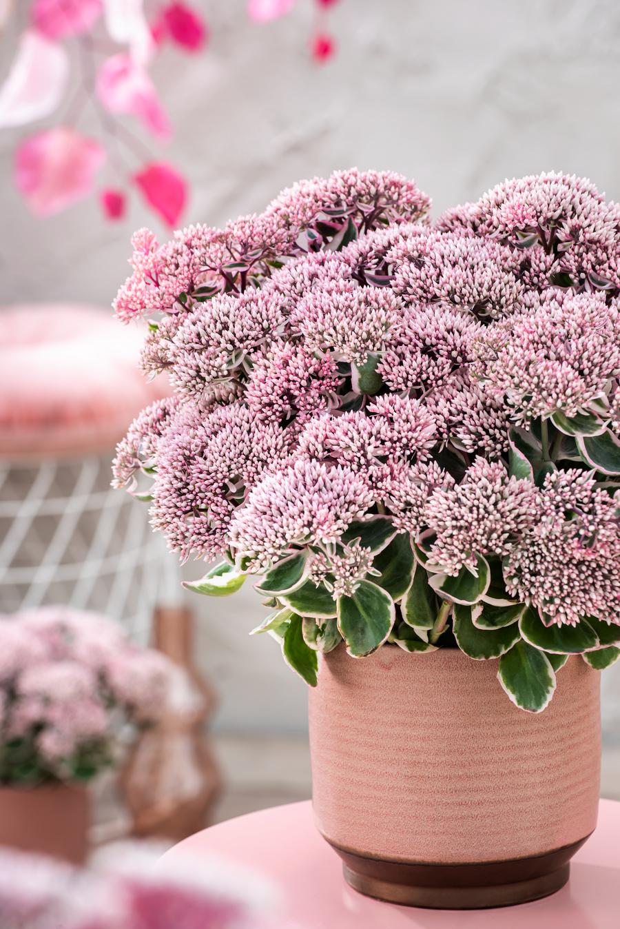 sedum stonecrop succulent Sedum (Stonecrop) "La Vie En Rose" 1 Gallon Perennial – Tuttle Orchards Online Store