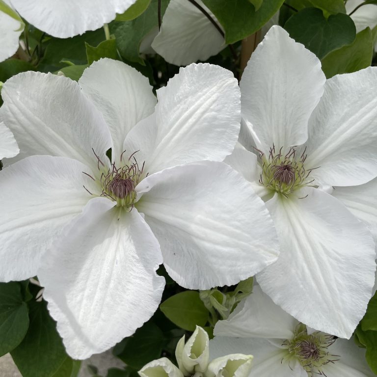 Clematis "Guernsey Flute" Gallon Vining Perennial