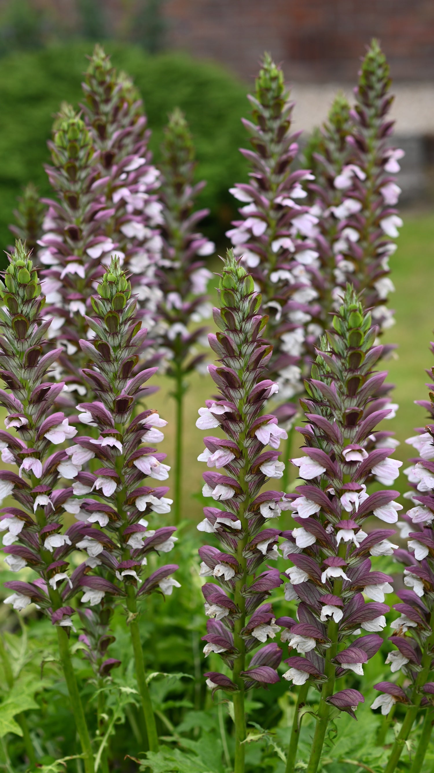 Acanthus (Bear's Breeches) "Morning Candle" 1 Gallon Perennial