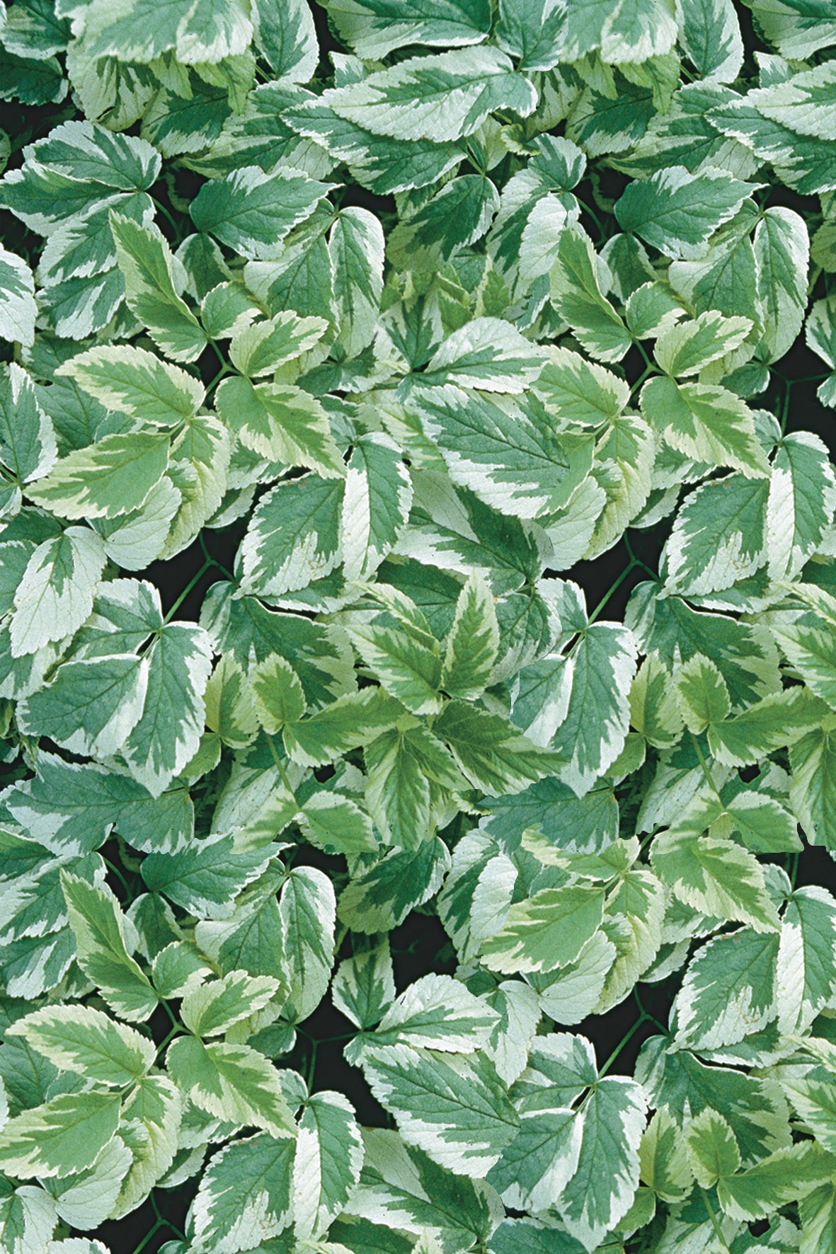 Aegopodium (Snow-on-the-Mountain) "Variegatum" 4" Perennial Groundcover