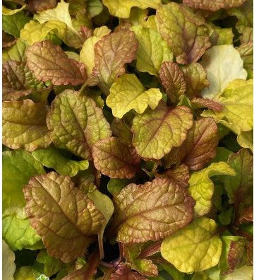 Ajuga (Bugleweed) "Parrot Paradise" 4" Groundcover Perennial