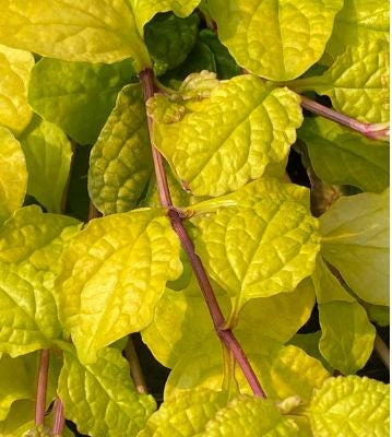 Ajuga (Bugleweed) "Tropical Toucan" 4" Groundcover Perennial