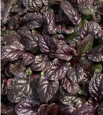 Ajuga (Bugleweed) "Parrot Paradise" 4" Groundcover Perennial