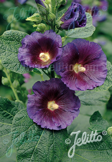 Alcea (Hollyhock) "Spotlight Purple Rain" 1 Gallon Perennial