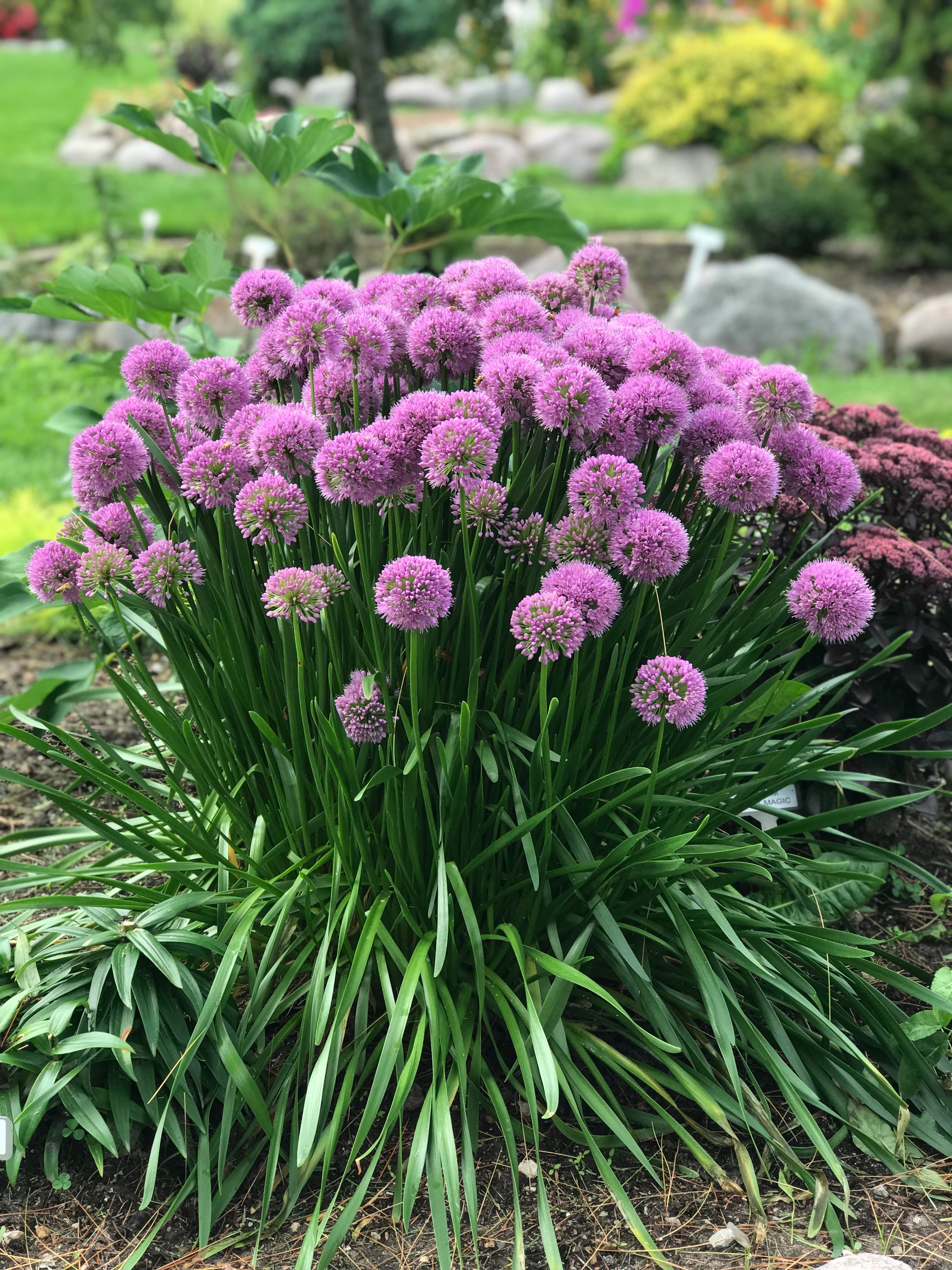 Allium (Ornamental Onion) "Millennium" 1 Gallon Perennial