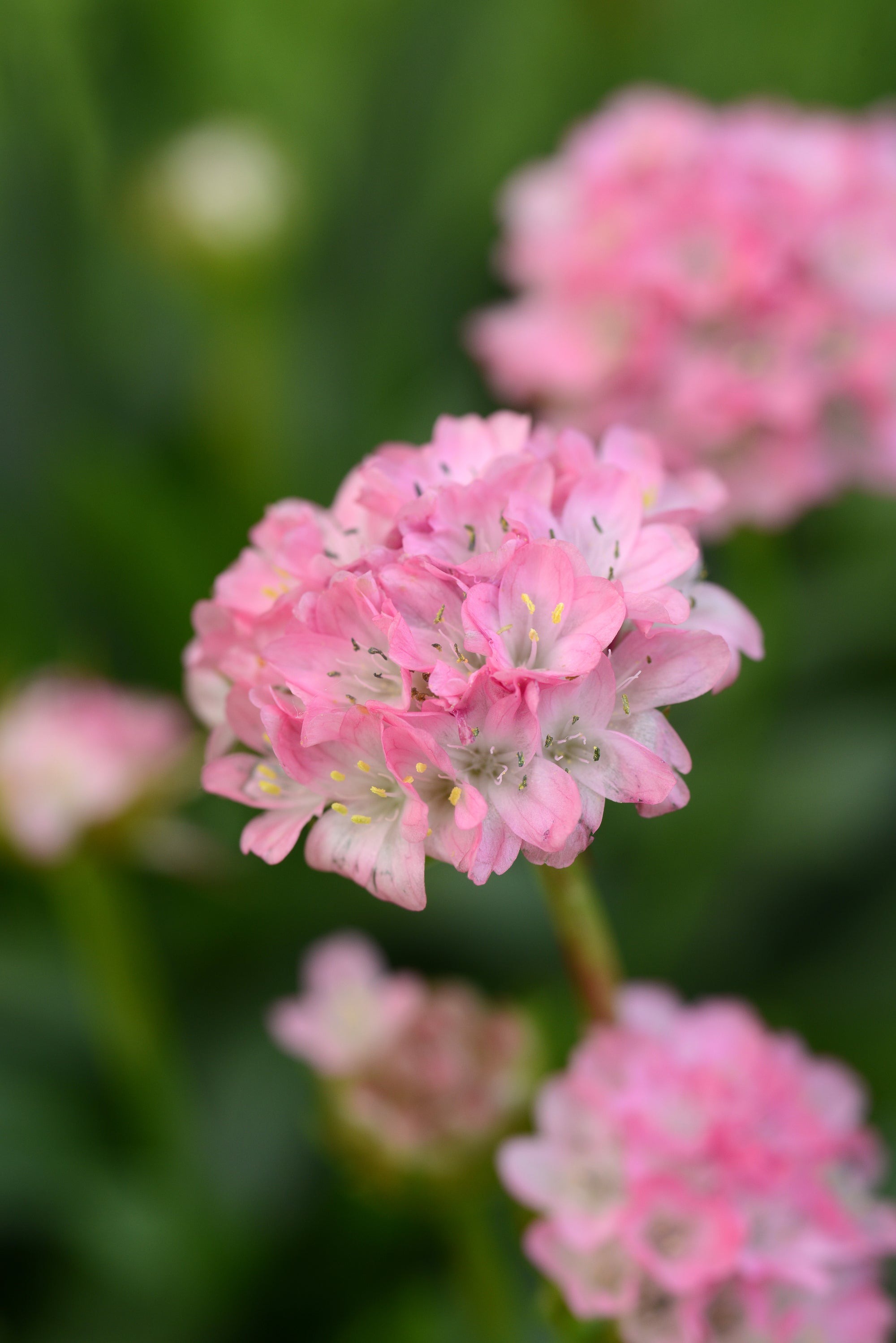 Armeria (False Sea Thrift) "Dreameria Daydream" 1 Gallon Perennial