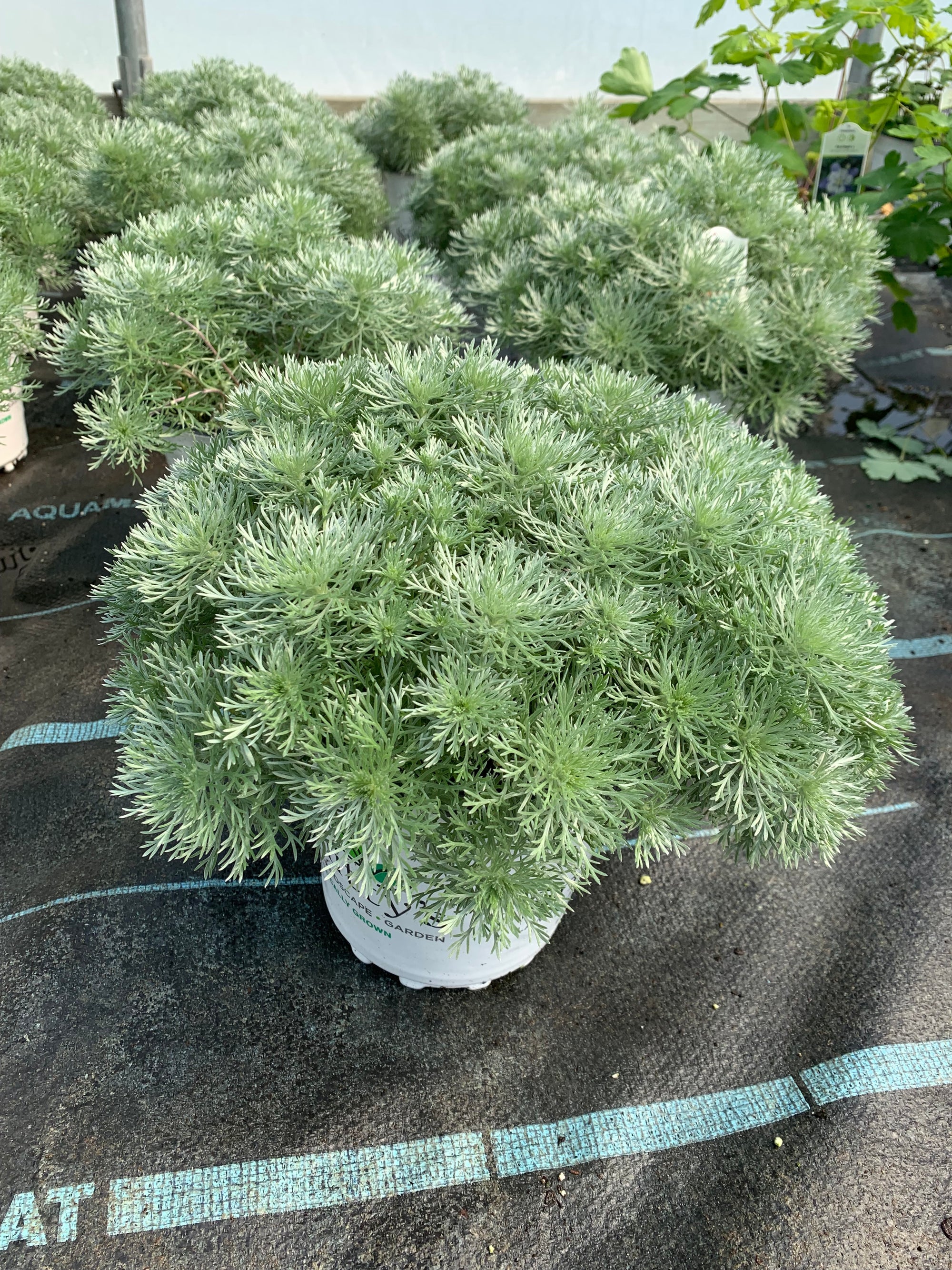 Artemisia (Wormwood) "Silver Mound" 1 Gallon Perennial