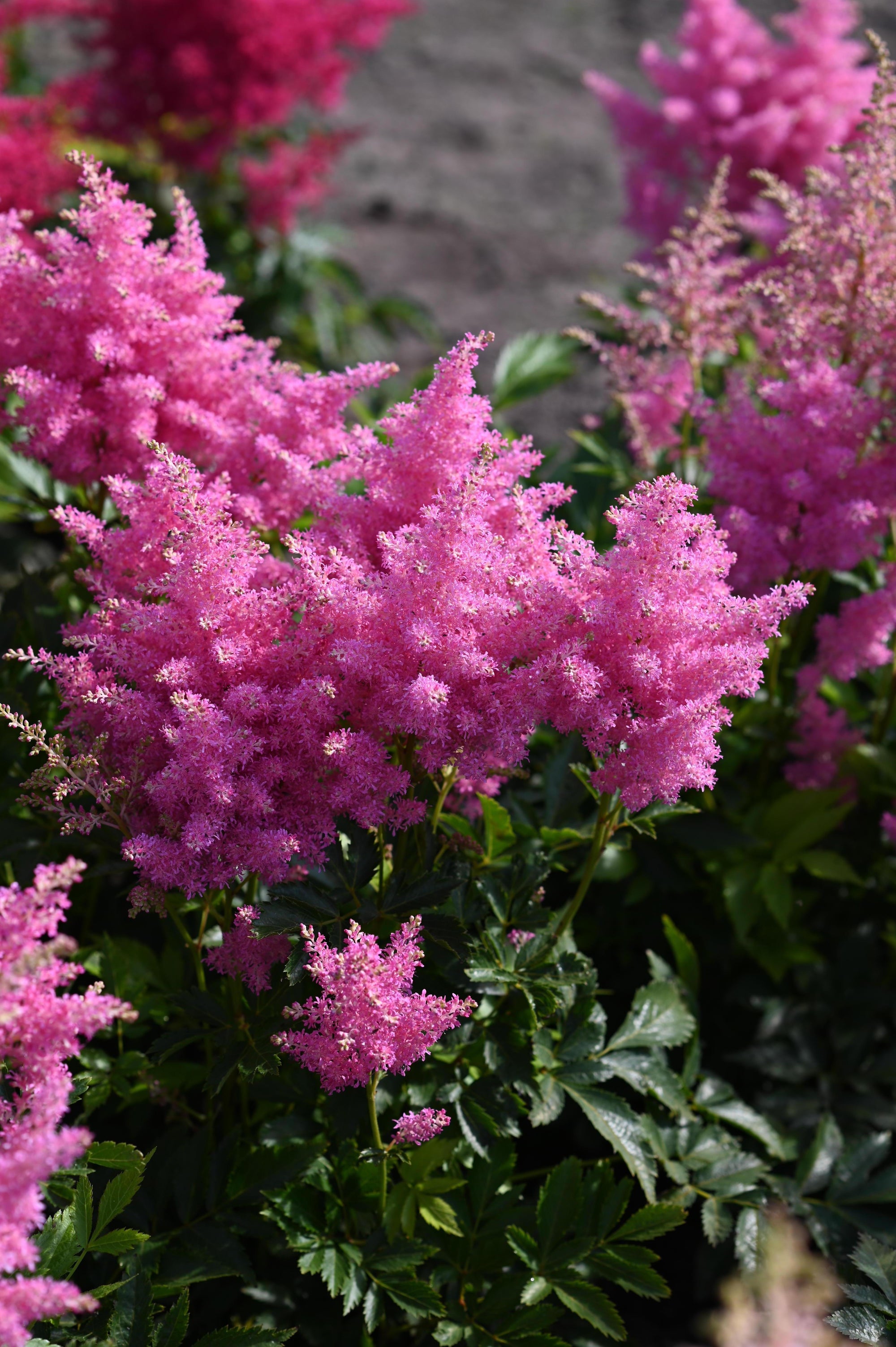 Astilbe (False Spirea) "Music Honky Tonk" 1 Gallon Perennial