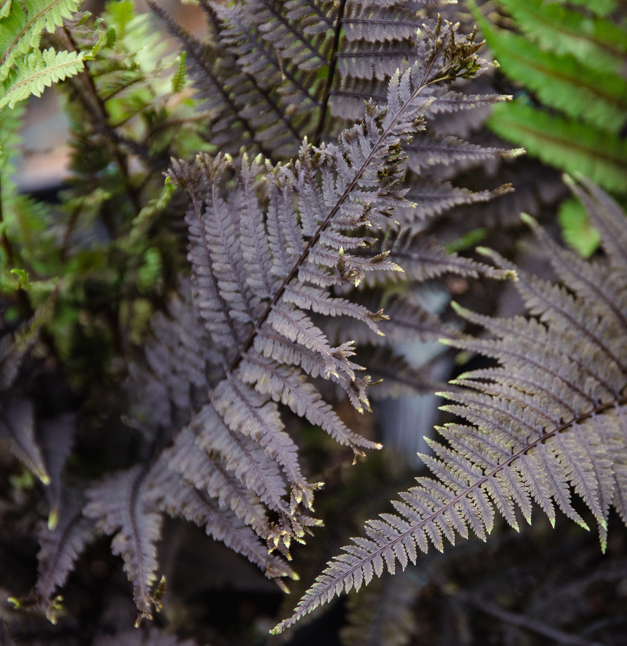 Athyrium (Lady Fern) "Aubergine Lady" 1 Gallon Perennial