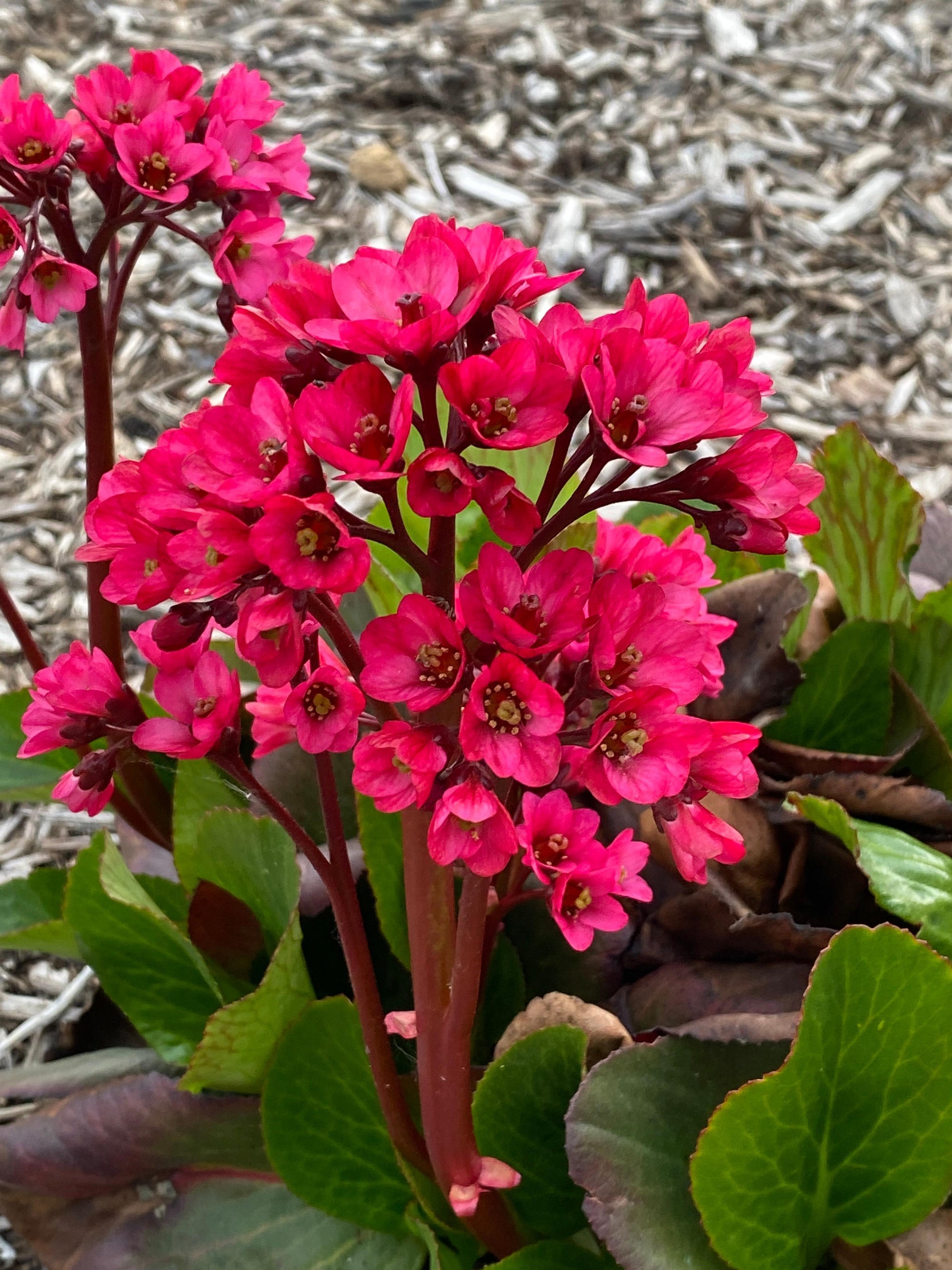Bergenia (Pig Squeak) "Vintage Rose" 1 Gallon Perennial