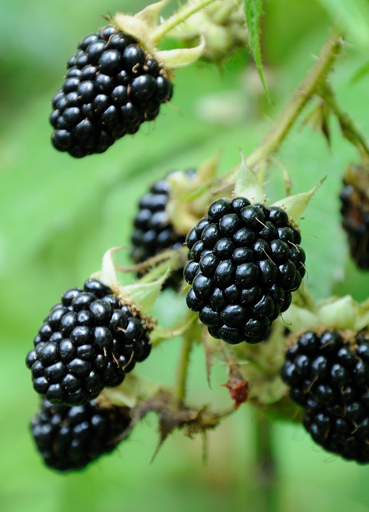 Blackberry "Black Satin Thornless" 1 Gallon Perennial