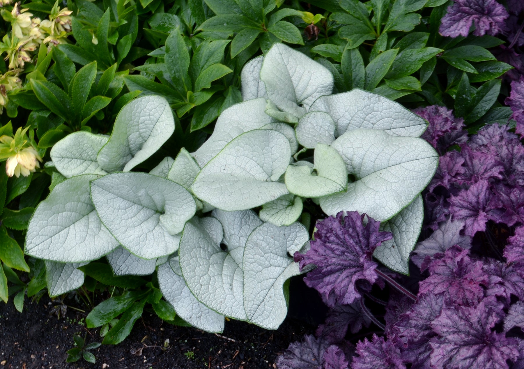 Brunnera (Heartleaf) "Alexandria" 1 Gallon Perennial