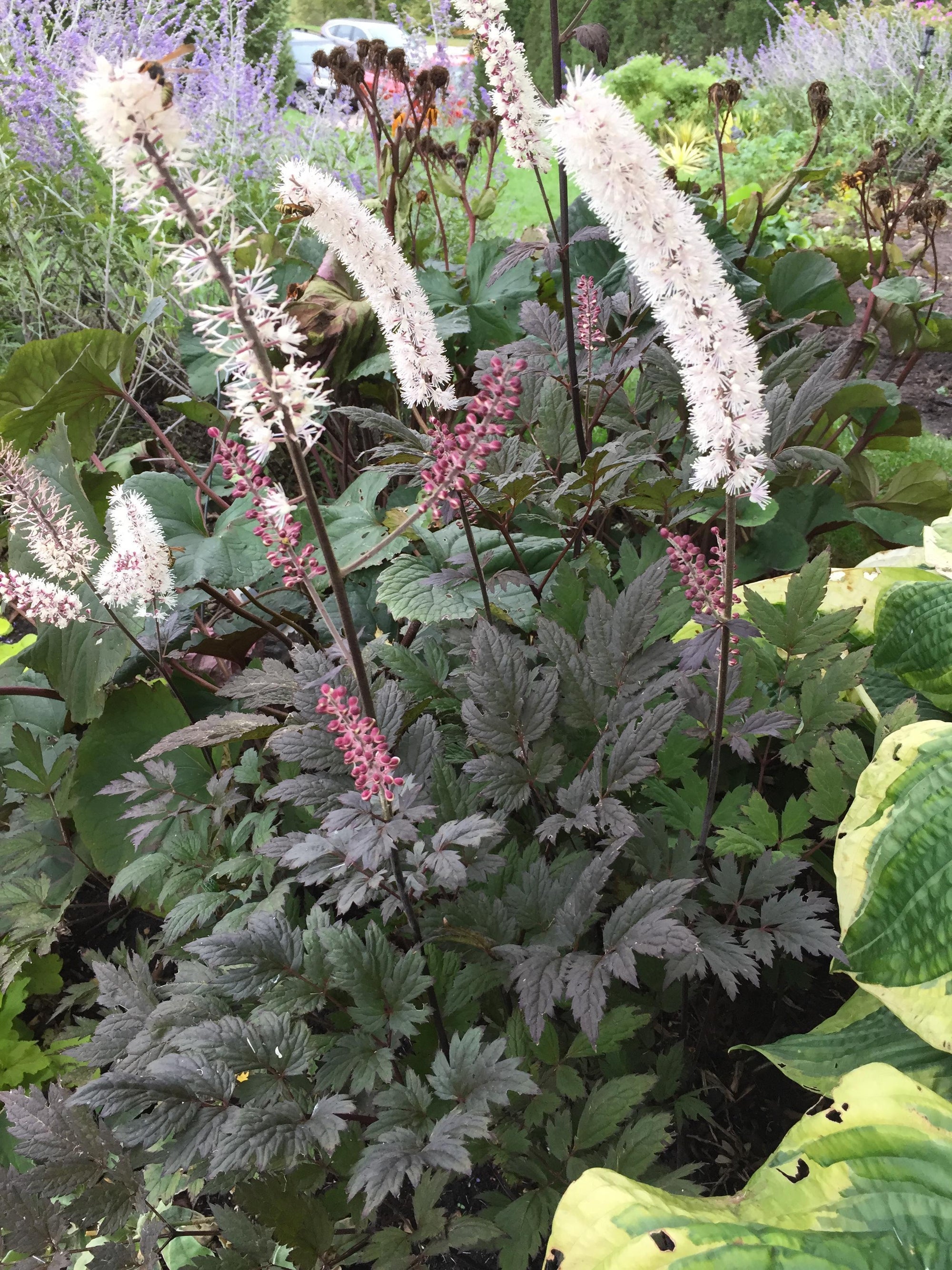 Cimicifuga (Bugbane) "Brunette" 1 Gallon Perennial