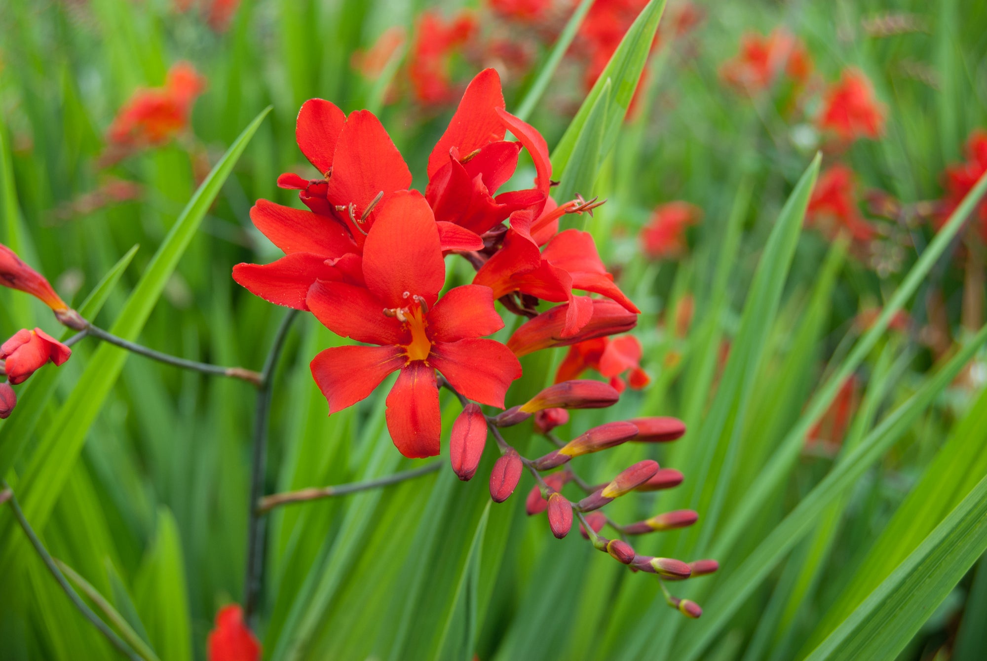 Coppertips (Crocosmia) "Diablito" 1 Gallon Perennial