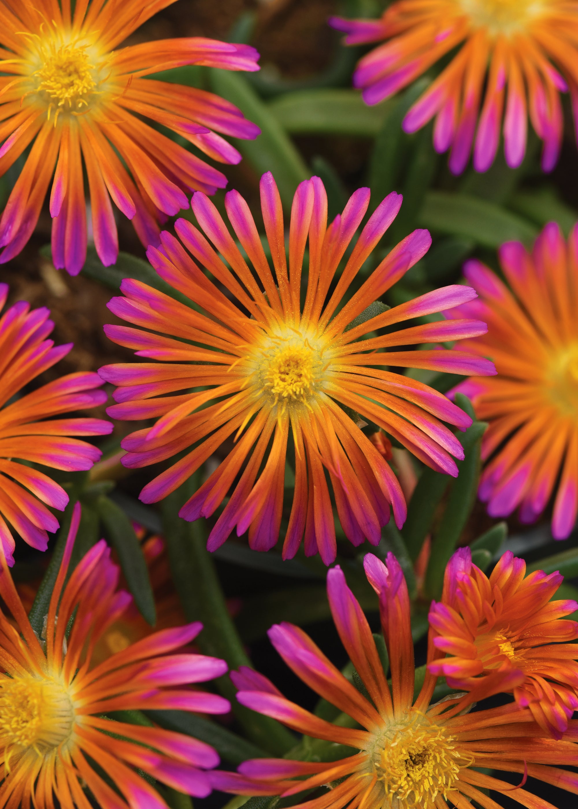 Delosperma (Hardy Iceplant) "Ocean Sunset Orange Glow" 1 Gallon Perennial