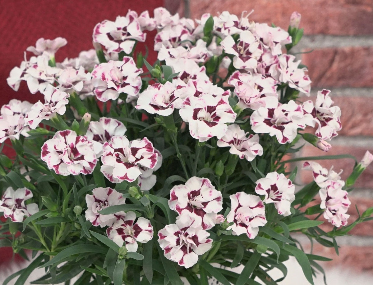 Dianthus (Carnation) "Everlast Cherry Swirl" 1 Gallon Perennial