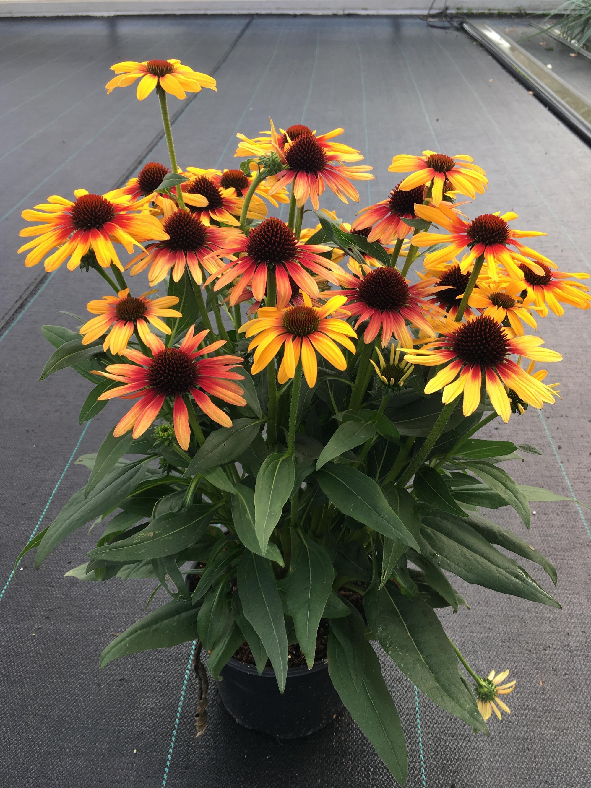 Echinacea (Coneflower) "Sunseekers Tequila Sunrise" 1 Gallon Perennial
