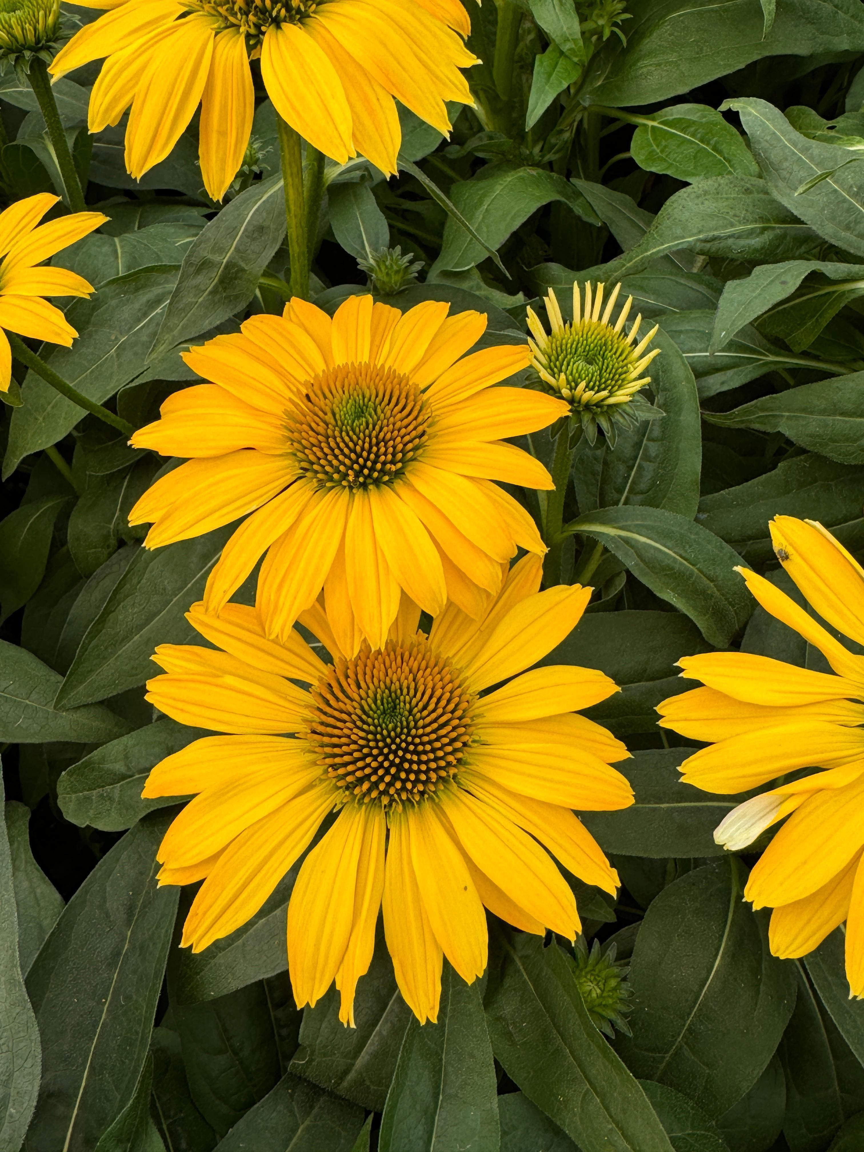 echinacea sombrero lemon yellow seeds Echinacea (Coneflower) "Sombrero Lemon Yellow Improved" 1 Gallon Peren – Tuttle Orchards Online Store
