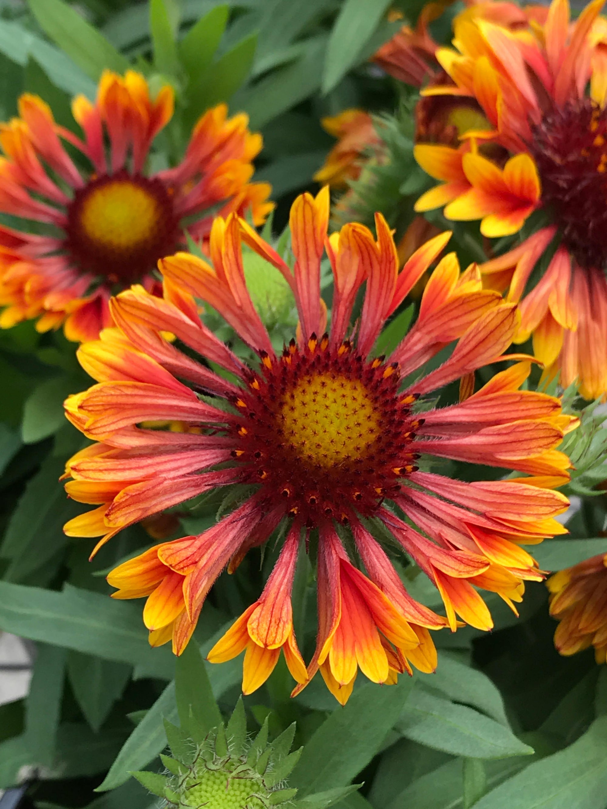 Gaillardia (Blanket Flower) "Spintop Copper Sun" 1 Gallon Perennial