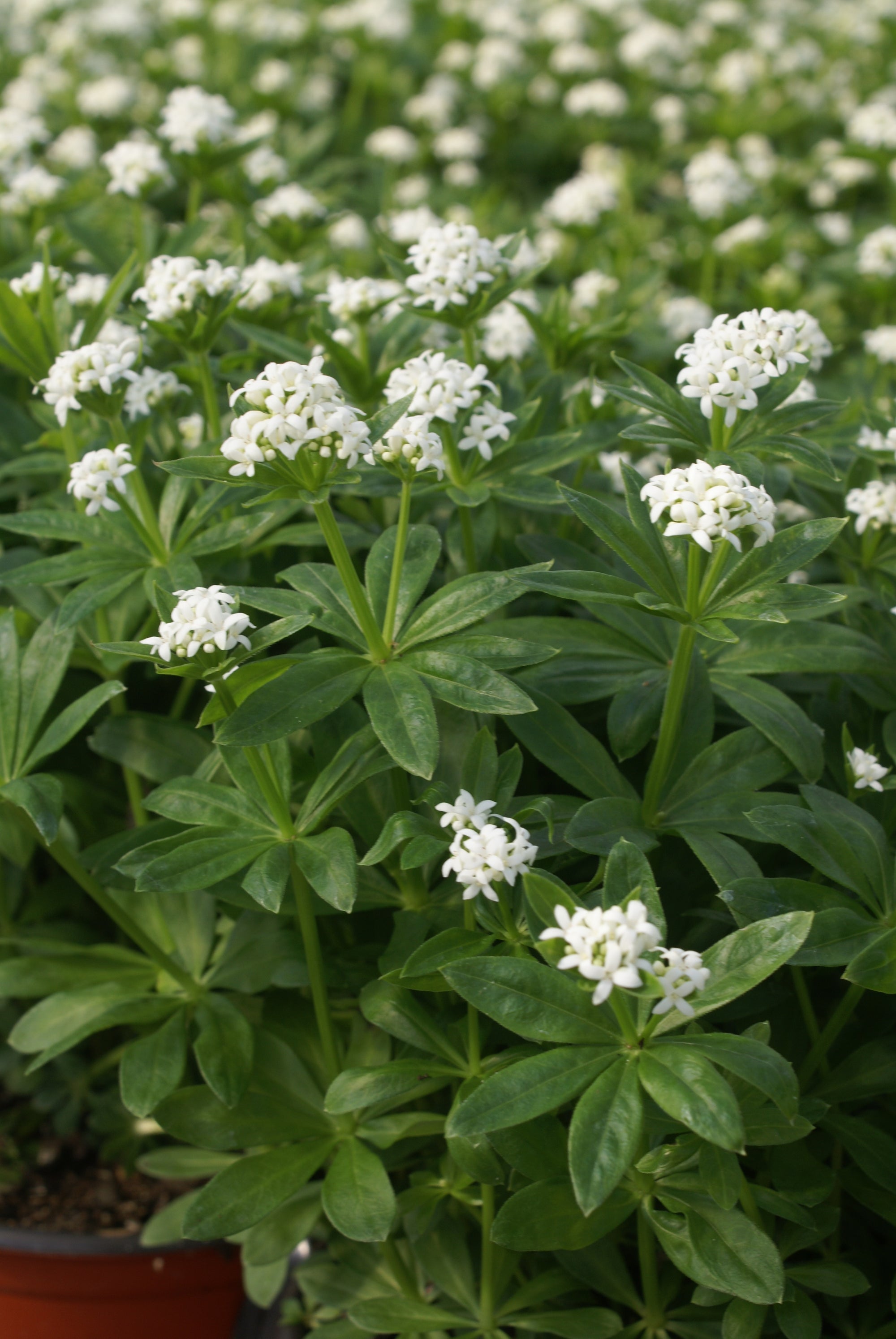 Galium (Sweet Woodruff) 4" Groundcover Perennial