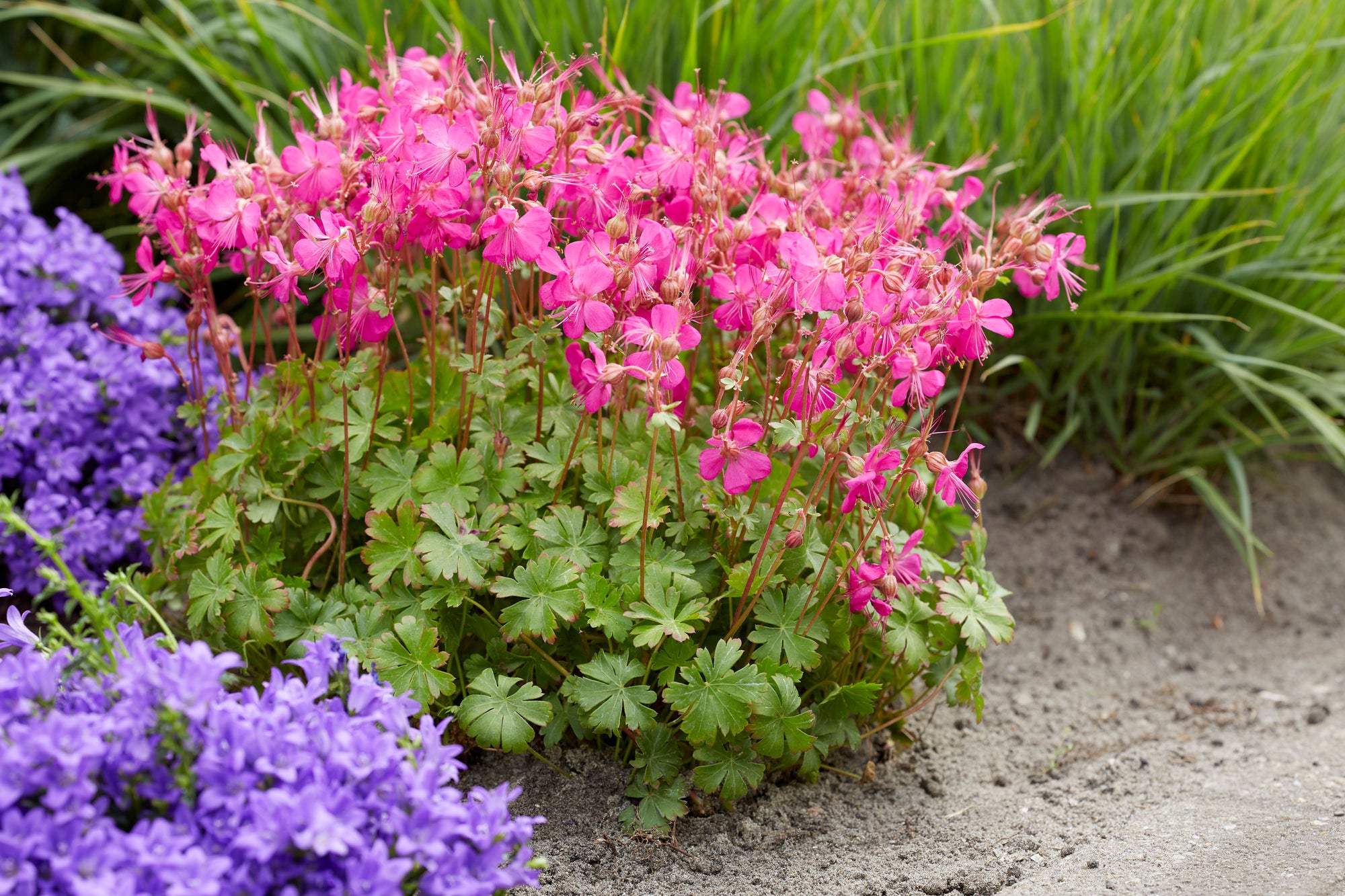 Geranium (Cranesbill) "Intense" 1 Gallon Perennial