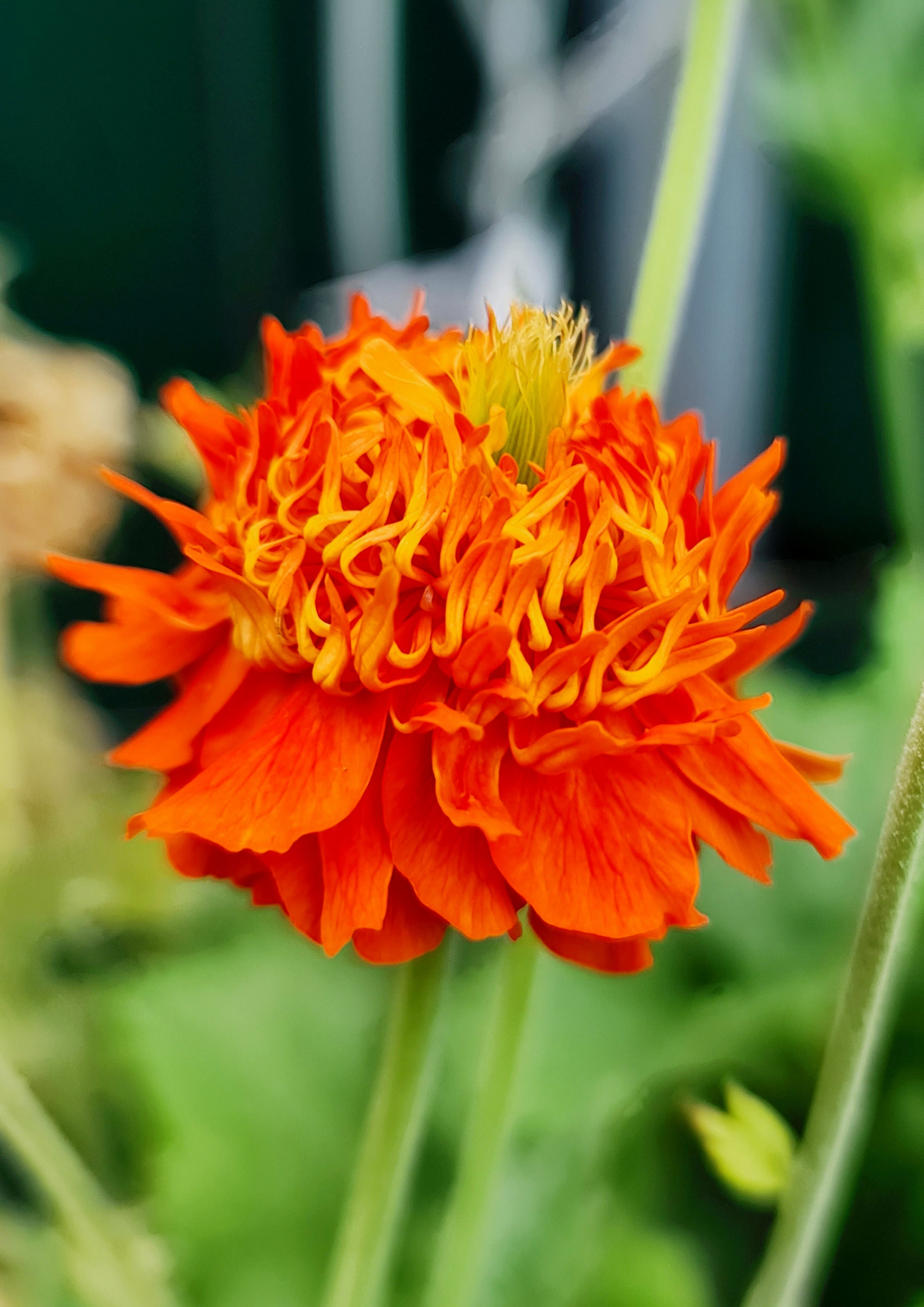 Geum (Avens) "Pumpkin Orange" 1 Gallon Perennial