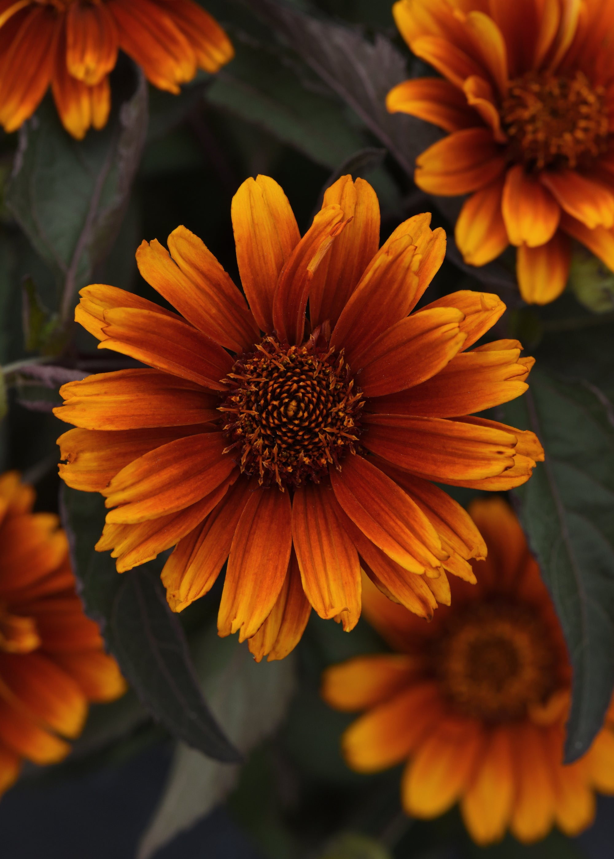 Heliopsis (False Sunflower) "Summer Eclipse" 1 Gallon Perennial