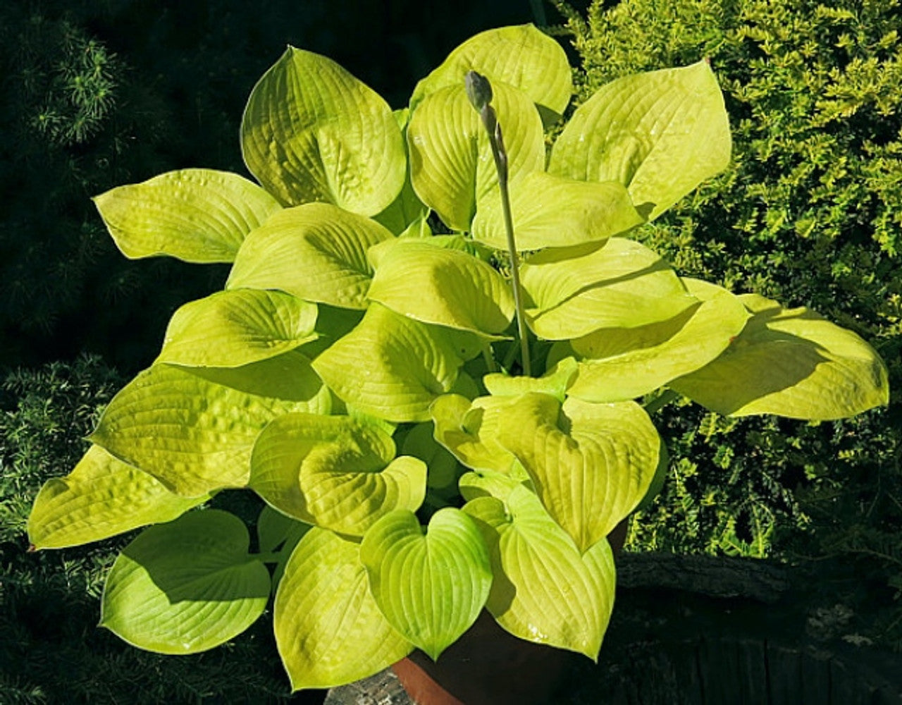 Hosta (Plantain Lily) "Glad Tidings" 1 Gallon Perennial