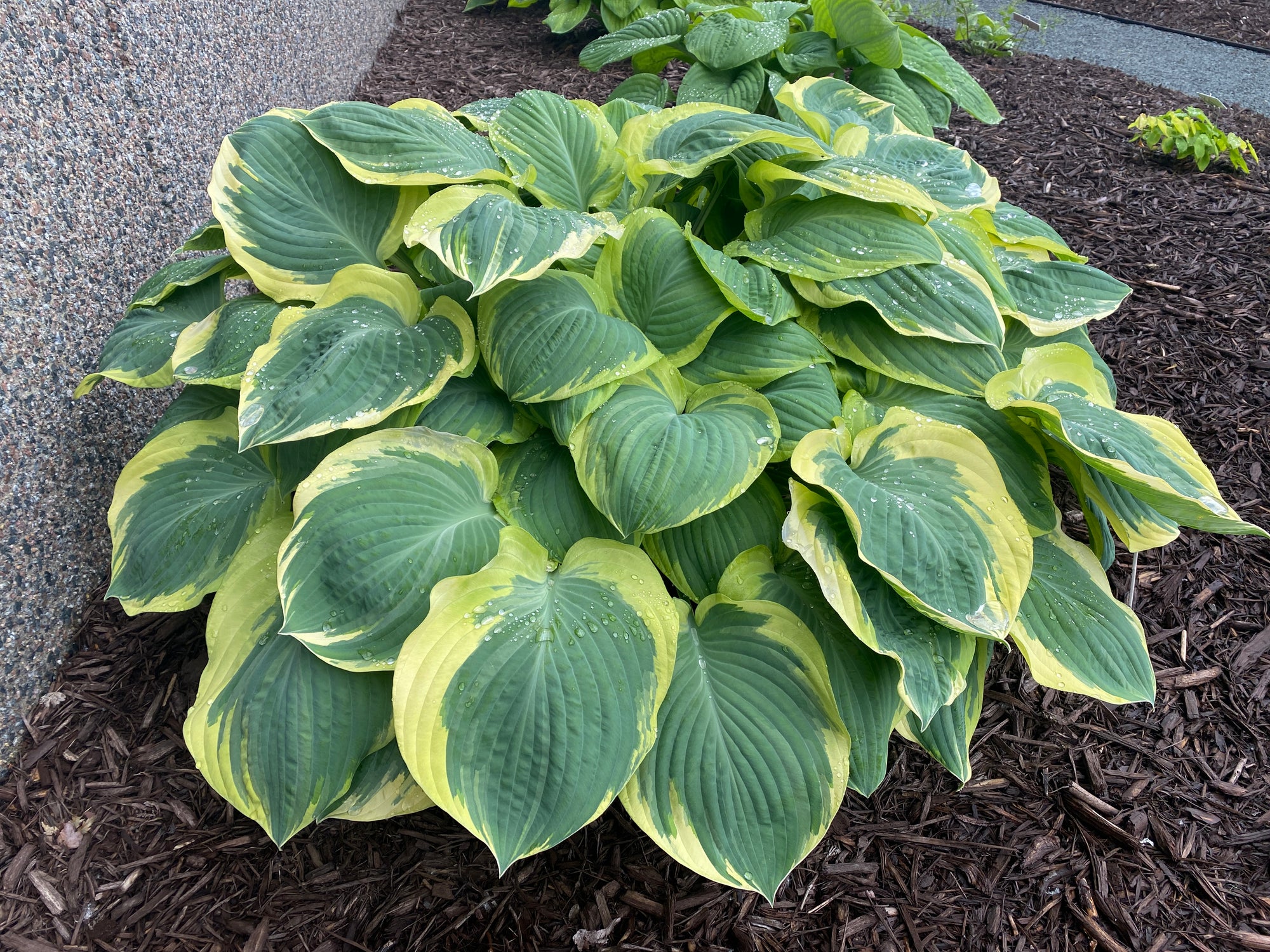 Hosta (Plantain Lily) "Orion's Belt" 1 Gallon Perennial