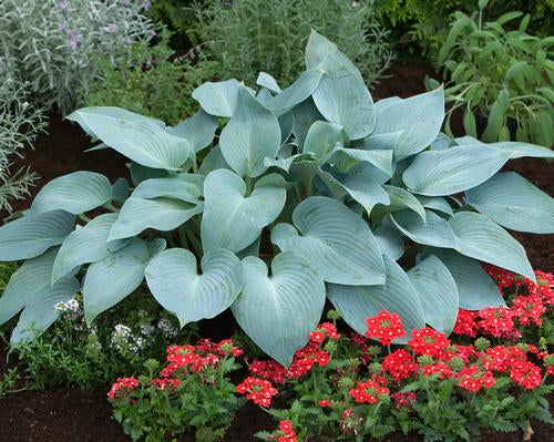 Hosta (Plantain Lily) "Halcyon" 1 Gallon Perennial