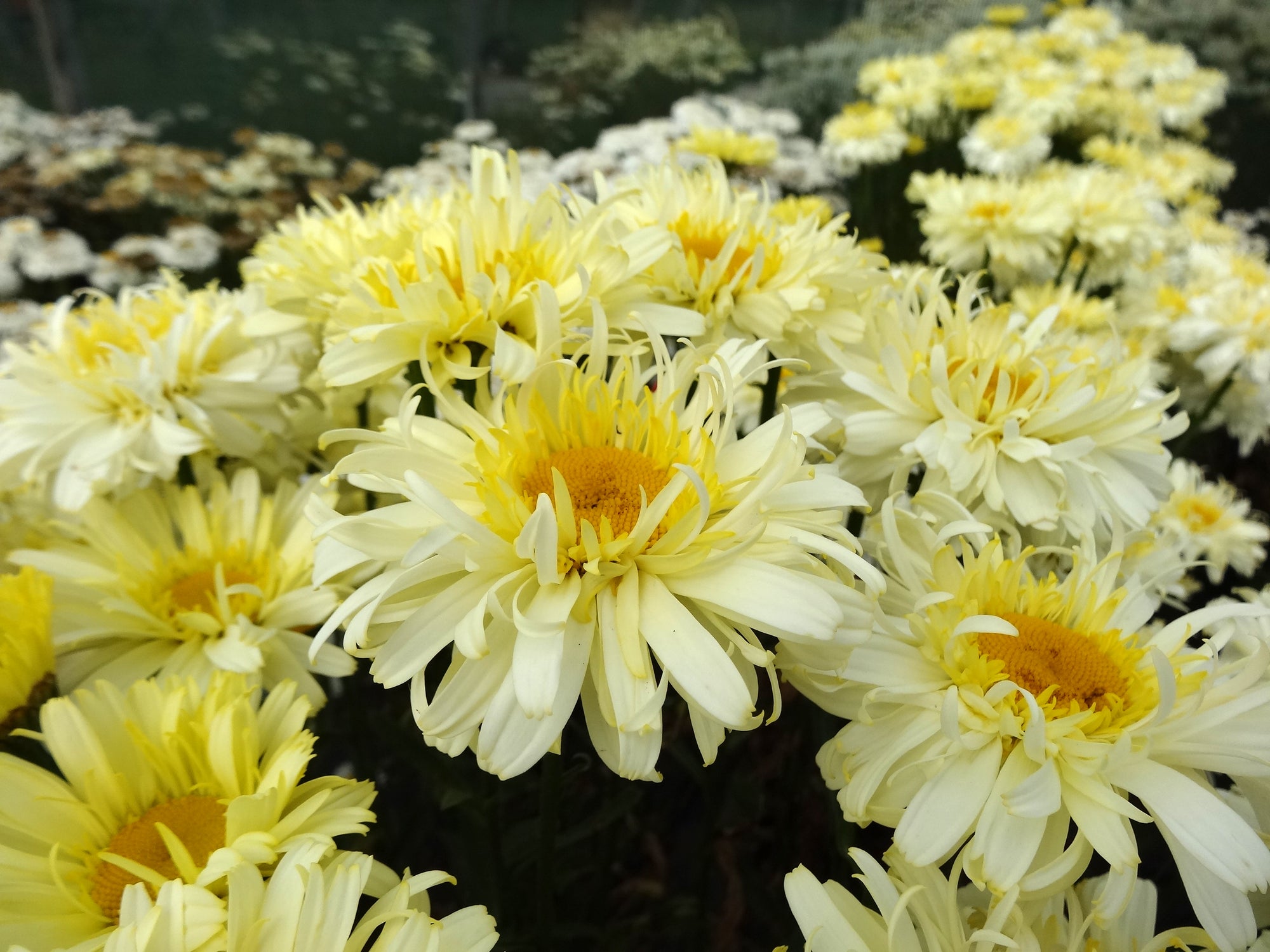 Leucanthemum (Shasta Daisy) "Real Charmer" 1 Gallon Perennial