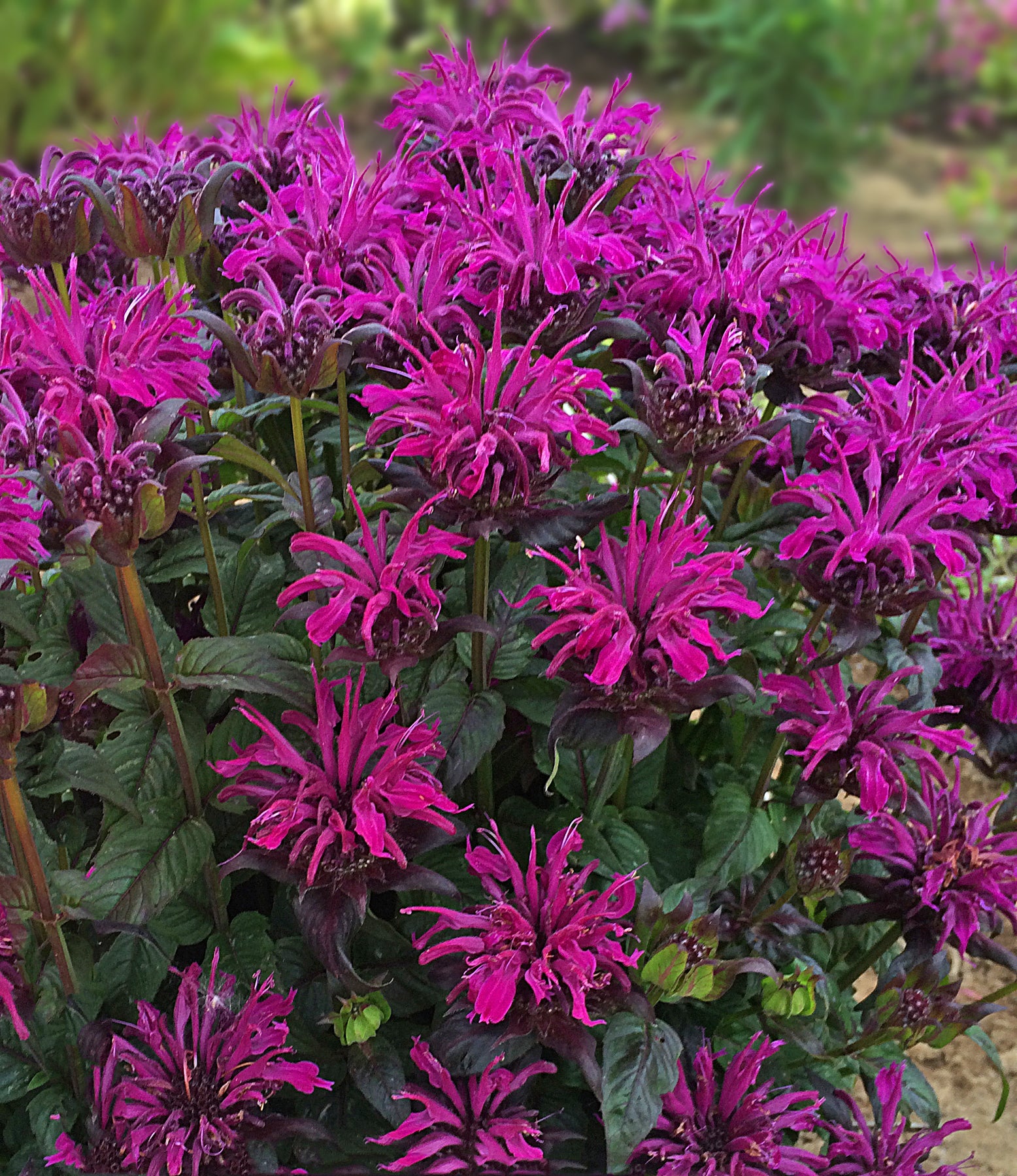 Monarda (Bee Balm) "Sugar Buzz Rockin' Raspberry" 1 Gallon Perennial