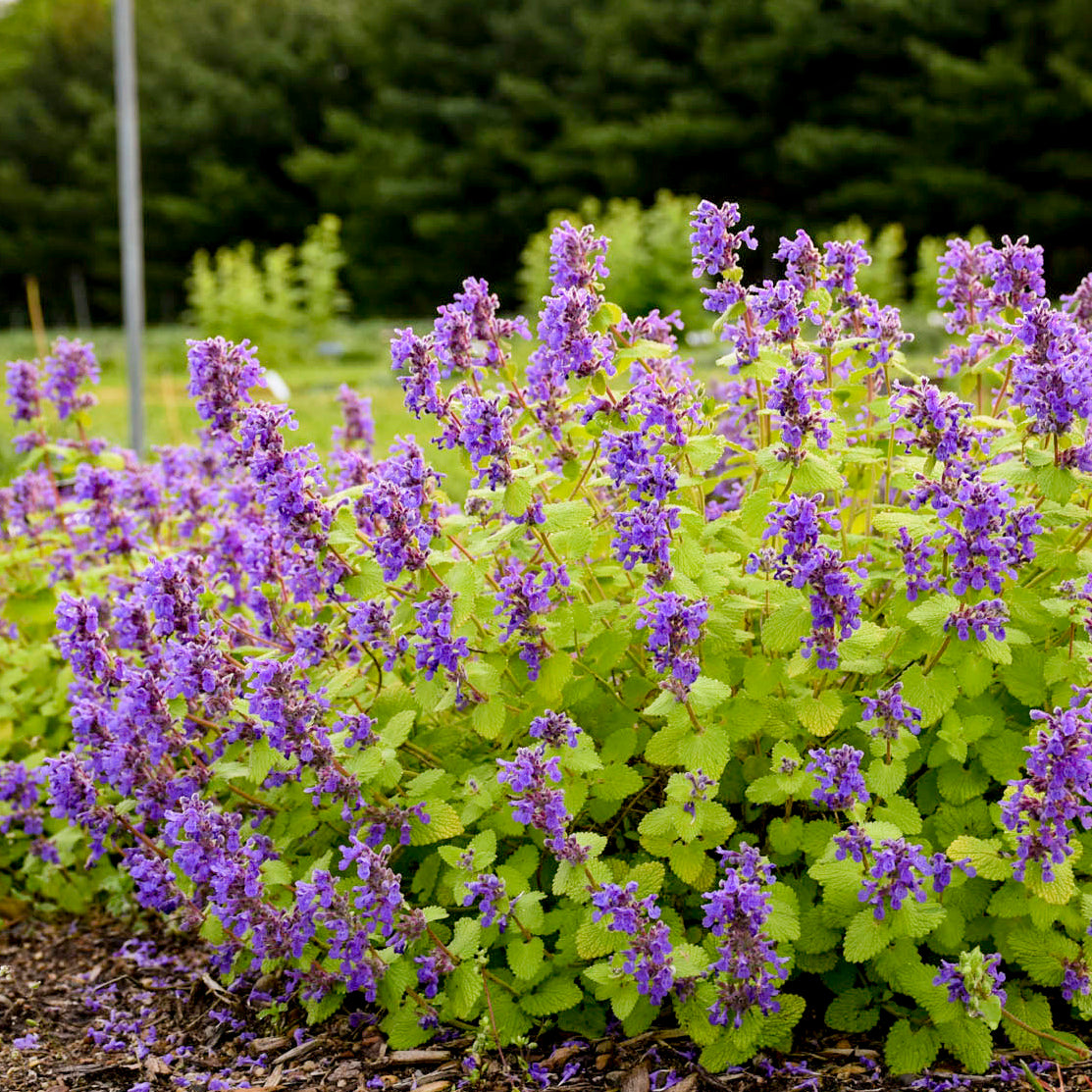 Nepeta (Catmint) "Chartreuse on the Loose" 1 Gallon Perennial