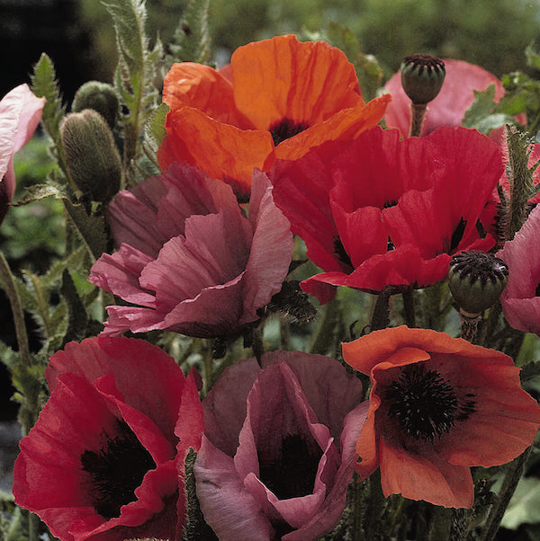 Papaver (Oriental Poppy) "Fruit Punch" 1 Gallon Perennial